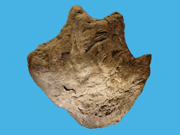 ankylosaurus-skeleton-box-xs.jpg