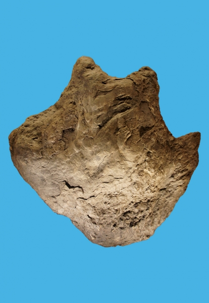 ankylosaurus-skeleton-box.jpg