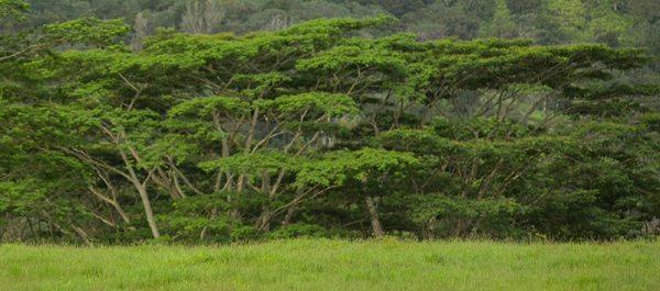 apatosaurus-environment-box.jpg