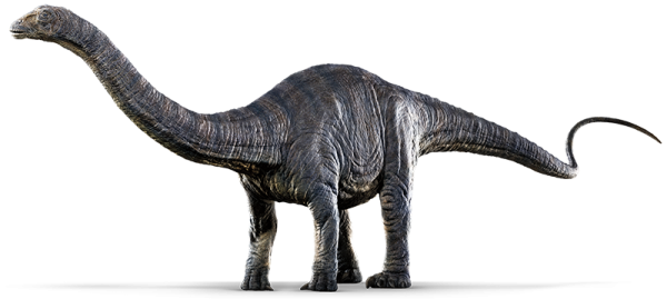 apatosaurus-info-graphic.png