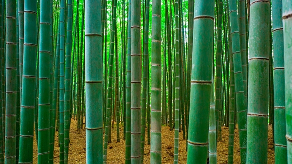 bamboo-forest.jpg