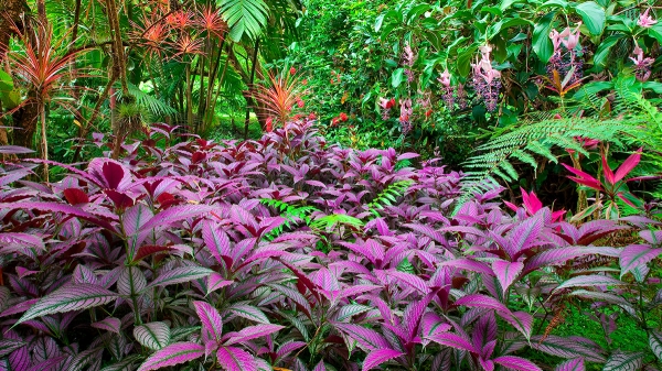 colorful-plants.jpg