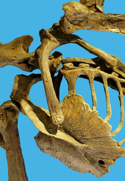 dimorphodon-skeleton-box.jpg