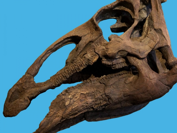 edmontosaurus-skeleton-box-xs.jpg