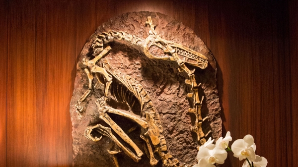 hilton-fossil.jpg