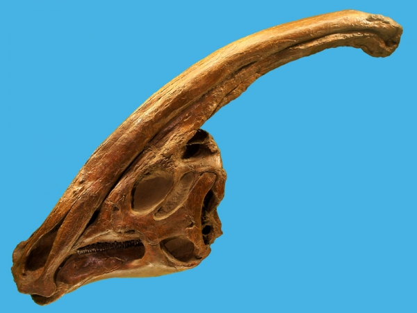 parasaurolophus-skeleton-box-xs.jpg