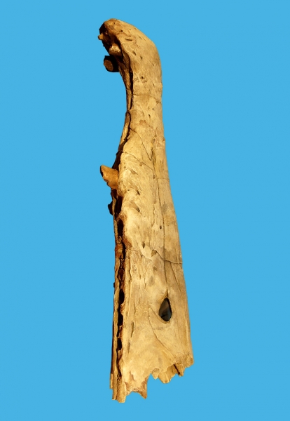 suchomimus-skeleton-box.jpg