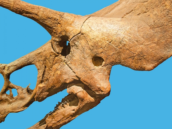 triceratops-skeleton-box-xs.jpg