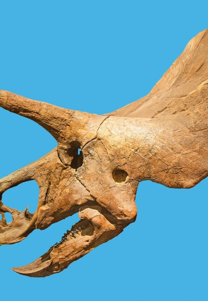 triceratops-skeleton-box.jpg