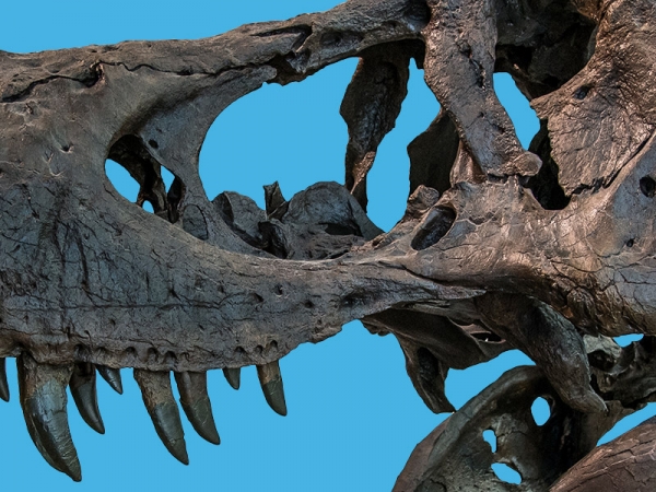 tyrannosaurus-rex-skeleton-box-xs.jpg