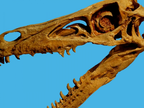 velociraptor-skeleton-box-xs.jpg