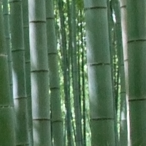 thumb-bamboo.jpg