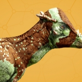 Pachycephalosaurus_960x540.jpg