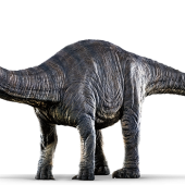 apatosaurus-info-graphic.png
