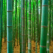 bamboo-forest.jpg