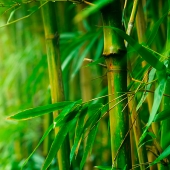 bamboo.jpg