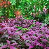 colorful-plants.jpg