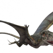 dimorphodon-info-graphic.png