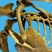 dimorphodon-skeleton-box.jpg