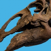 edmontosaurus-skeleton-box-xs.jpg