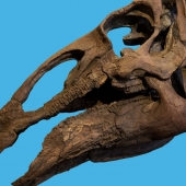 edmontosaurus-skeleton-box.jpg