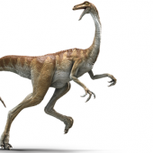 gallimimus-info-graphic.png