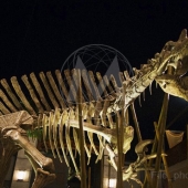 main-street-spinosaurus-skeleton2.jpg