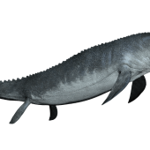 mosasaurus-detail-header.png