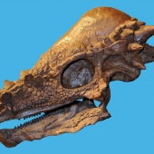 pachycephalosaurus-skeleton-box-xs.jpg