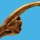 parasaurolophus-skeleton-box-xs.jpg