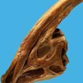 parasaurolophus-skeleton-box.jpg