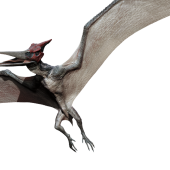 pteranodon-detail-header.png
