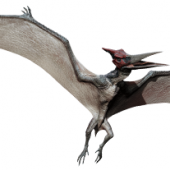 pteranodon-info-graphic.png