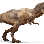 trex-detail-header.png