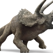 triceratops-detail-header.png