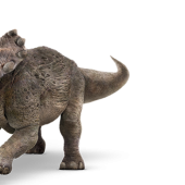 triceratops-info-graphic.png