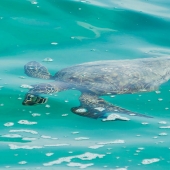 turtle-swimming.jpg