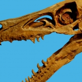 velociraptor-skeleton-box-xs.jpg