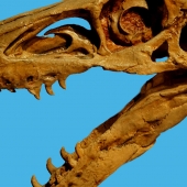 velociraptor-skeleton-box.jpg